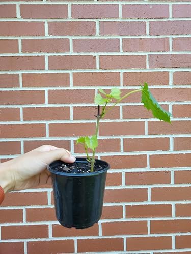 Muscadine Grape Vine - Vitis rotundifolia - Live Plant - Vigorous Grapevine Plants - Ideal for Gardening in Patio and Garden 8" Tall Above Soil in 4" Pot – Hardy Fruit Vine - Green Fruit - Image 3