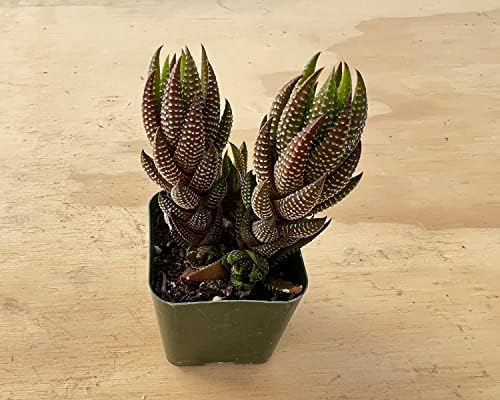 Sprout N Green Haworthia coarctata VAR. adelaidensis Live Succulent Plant - Image 2