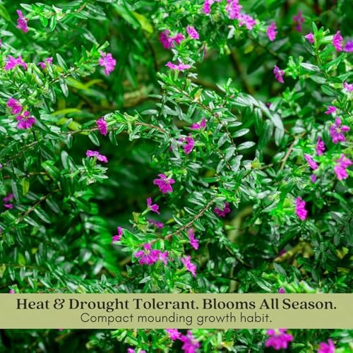 Clovers Garden Mexican Heather Magenta Plants - Two (2) Live Plants – Non-GMO - Not Seeds - Each 4" to 8" Tall – in 4" Inch Pots - Heat Tolerant, Pollinator Friendly, Low Maintenance - Image 5