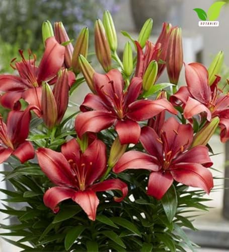 Votaniki Salinero Asiatic Lily Bulbs Deep Red Upfacing Blooms Compact Summer Flowering Lilium for Borders Containers Patio Gardens and Cut Flower Displays (Pack of 5) - Image 5