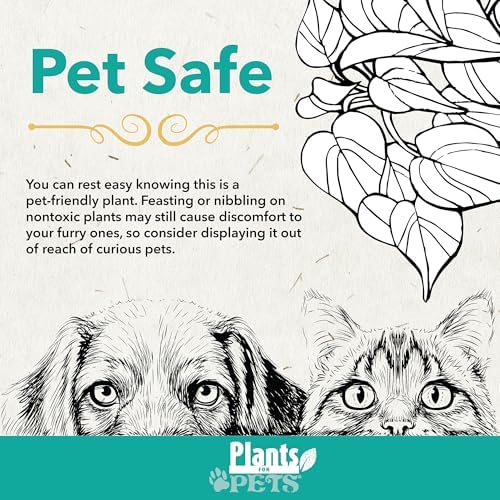 Pet Safe Live Prayer Plant Calathea Collection (3PK) in 4 Inch Pots, Pet Friendly Houseplants, Rattlesnake Plant, Orbifolia, Non-Toxic Houseplant Mix - Image 4
