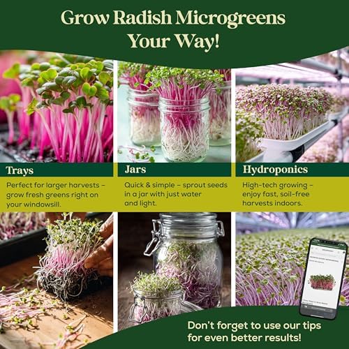 Radish Sprouting & Microgreens Seeds - 50,000 Non-GMO Heirloom Seed, 1lb Resealable Bag - High-Germination Radish Seeds for Sprouting in Jars, Soil, Hydroponics & Microgreen Trays - Image 5