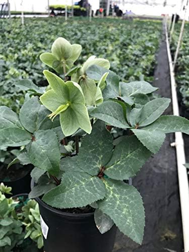 Live Plant Helleborus-X 'Ivory Prince' (Christmas Rose) Walhelivor Perennial, 1-Gallon Potted Plant from Green Promise Farms - Image 3
