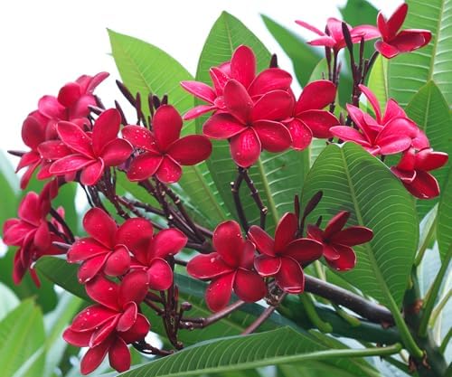 Awesome Aquatic Rainbow Plumeria Seeds, 10 Count, Tropical Frangipani - Image 3