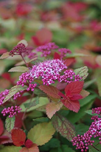 Proven Winners - Spiraea jap. Double Play Big Bang (Spirea) Shrub, large pink flw., #3 - Size Container - Image 2