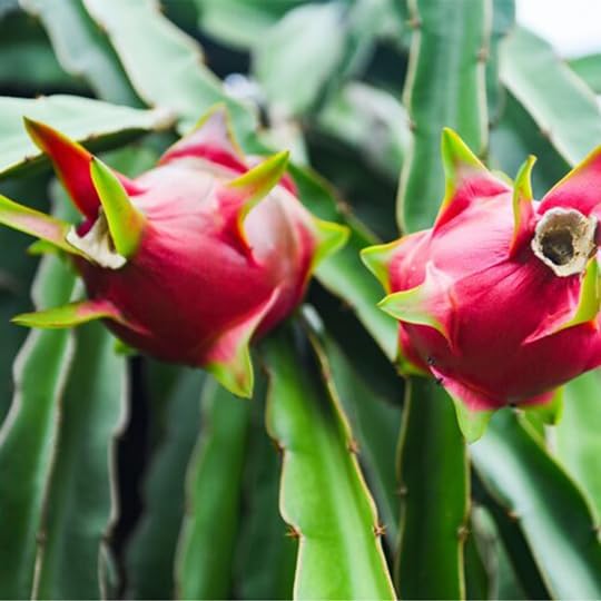 Dragon Fruit Edgar's Baby (4 Pack) | Real Live Fruit Plants for Sale | Rare Exotic Variety | Sweet Edible Fruit | Easy to Grow Live Plants for Organic Gardens. (Edgar's Baby) - Image 2