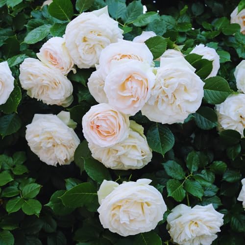 White Climbing Roses Live Plant, Climbing Rose Plant Live, 5 to 7'' Tall by PlantsSeedsBulbs