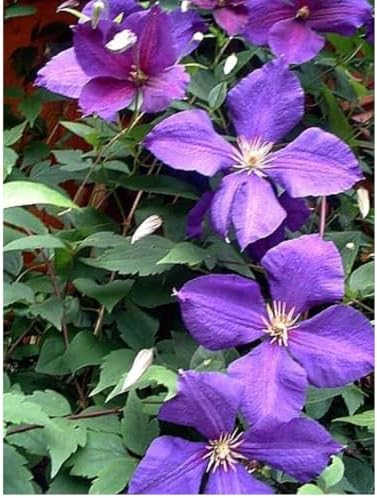 Jackmani Clematis Vine - Velvety-Purple - 2.5" Pot - Image 4