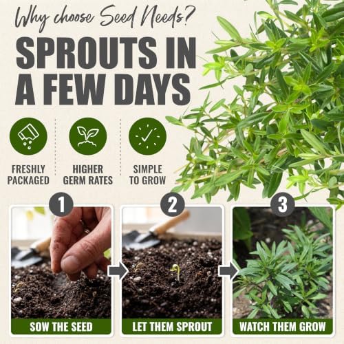 Seed Needs Winter Savory Seeds to Plant an Herb Garden - 5 Packs - Image 5
