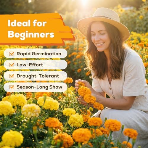 French Marigold Seeds for Planting, 1OZ 10000+ Heirloom Flower Seeds Perennial Seed Packet,Home and Garden Easy to Grow, Indoor & Outdoor Gardening, Plant & Quick Blooming - Image 3
