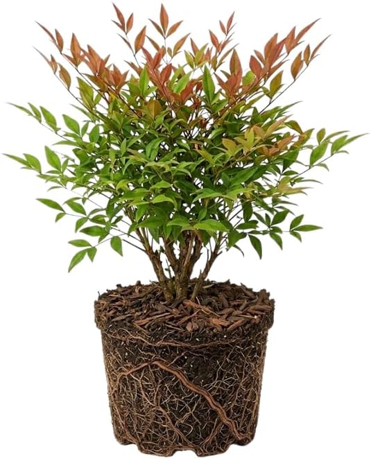 1 Nandina Domestica - Harbor Dwarf Nandina Live Plant, Quart Pot, Hardy, Easy Care, Vibrant Red Foliage, Ornamental Evergreen Shrub, Perfect for Garden Borders & Containers by GINGERGLOW