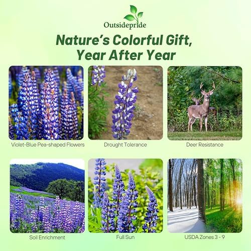Outsidepride Wild Blue Perennial Lupine Seeds - 500 Pcs. Self-Sowing, Cold Hardy & Frost Tolerant Wildflower Seeds for Fall Planting, Ideal for Attracting Pollinators & Hummingbirds - Image 2