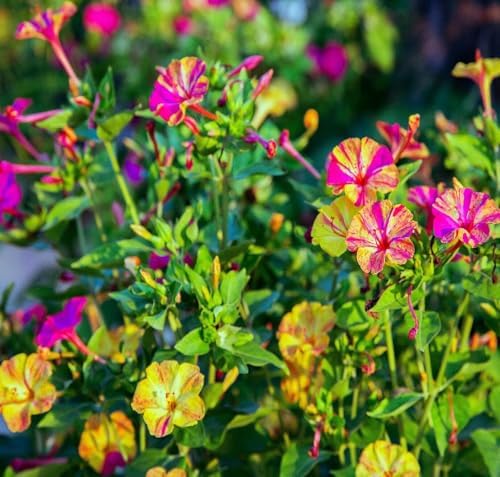 Mixed Four O Clock Seeds - Broken Colors 50 Pcs Mirabilis Jalapa - Image 7