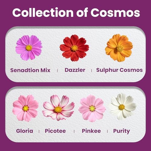 Mix Cosmos Seeds for 2026, 5000+ Fast-Growing Crazy Cosmos Flower Seeds for Planting, 1 Oz Heirloom Cosmo Seed, Open Pollinated, High Germination, Easy to Grow - Image 2