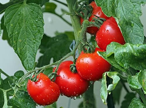 250 Packs Assorted Heirloom Vegetable Seeds 30+ Varieties All Seeds are Heirloom, 100% Non-GMO Thousands of Seeds (250 Vegetable Seed Packets) - Image 6