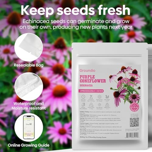 Purple Coneflower Seeds 1OZ Perennial Flower Seed for Planting - Echinacea - Image 5