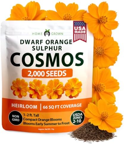 HOME GROWN Dwarf Orange Sulphur Cosmos Seeds, 2,000, Cosmos sulphureus by HOMEGROWN
