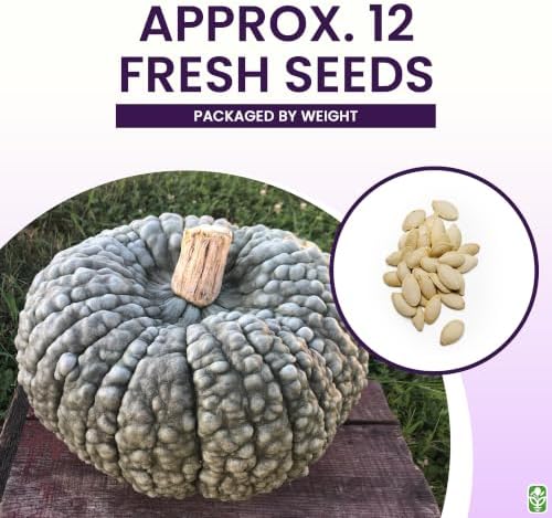 Marina Di Chioggia Bumpy Blue Pumpkin Seeds - 12 Seeds - One of the Most Intereting and Decorative Pumpkins as Well as Delicious - Image 3