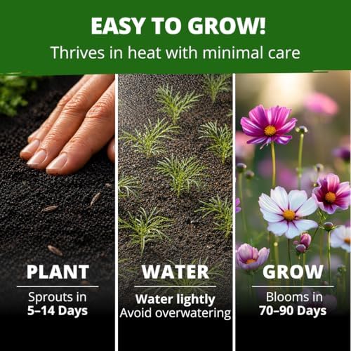 HOME GROWN Cosmos Candystripe 600 Flower Seeds Cosmos bipinnatus - Image 4