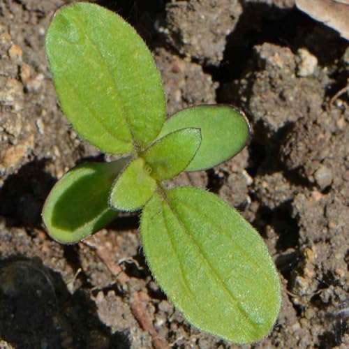 Seed Needs Dwarf Sunspot Sunflower Seeds to Plant Cut Flowers - 10 Packs - Image 7