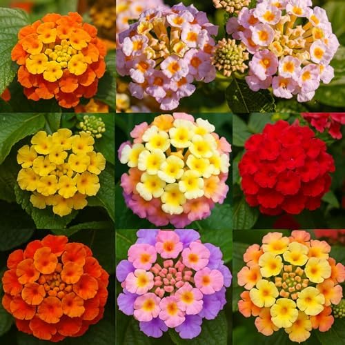 600 Lantana Flower Seeds – Colorful Perennial Seeds | Drought-Tolerant, Easy to Grow & Long-Blooming | Attracts Butterflies & Hummingbirds (600 Lantana Flower Seeds) by Unknown