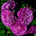 Purple Climbing Rose Live Plant, Fragrant Bush, 5-10 Inch Tall by PlantsSeedsBulbs