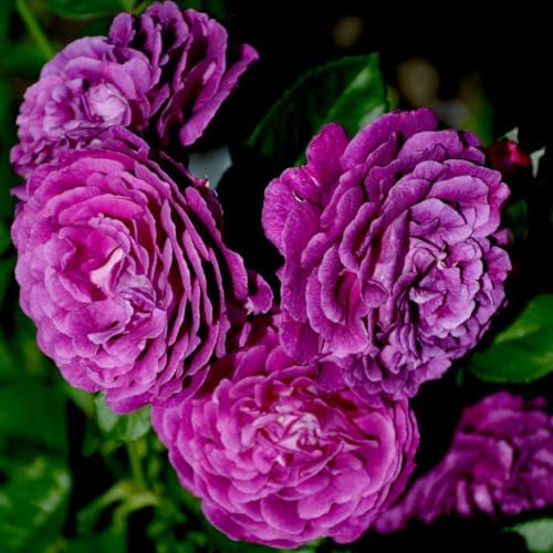 Purple Climbing Rose Live Plant, Fragrant Bush, 5-10 Inch Tall by PlantsSeedsBulbs