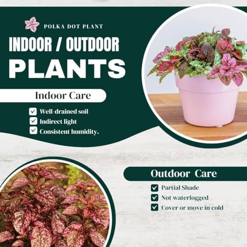 Polka Dot Plant Collection (4-Pack) - Live Houseplants, Small Indoor Plants, Hypoestes (Red, White, Rose, and Pink) - Colorful, Air-Purifying House Plants (Collection) - Image 6