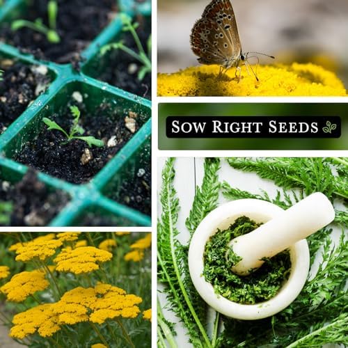 Sow Right Seeds - Gold Yarrow Seed for Planting a Perennial Herb Garden 3pk - Image 4