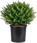 Soft Touch Holly (2.5 Gallon) Finely Textured Compact Evergreen Shrub - Full Sun Live Outdoor Plant - Ilex crenata by Plants+by+Mail