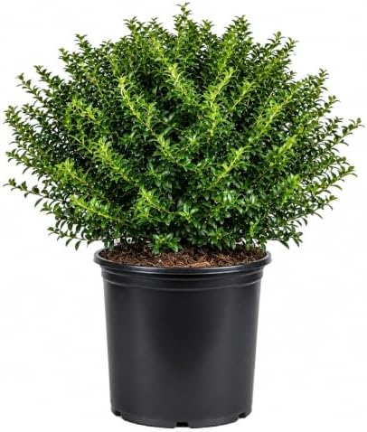 Soft Touch Holly (2.5 Gallon) Finely Textured Compact Evergreen Shrub - Full Sun Live Outdoor Plant - Ilex crenata by Plants+by+Mail