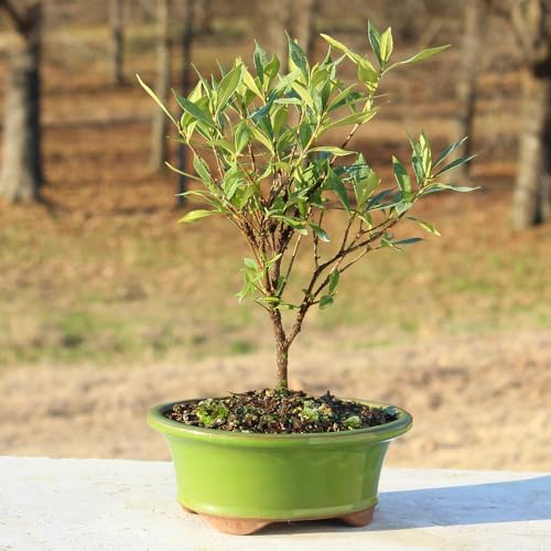 Brussel's Live Gardenia Outdoor Bonsai Tree - 6 Years Old; 8" to 10" Tall with Decorative Container (Not Sold in Arizona) - Image 6