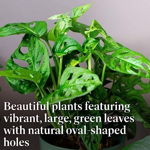 American Plant Exchange Monstera Adansonii 6-Inch – Live Swiss Cheese Vine Plant, Easy-Care Trailing Houseplant, Low-Maintenance Air-Purifying Greenery for Home, Office & Garden Décor - Image 3