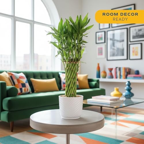 Costa Farms Lucky Bamboo, Live Indoor Plant, Easy Care, Home Decor - Image 3