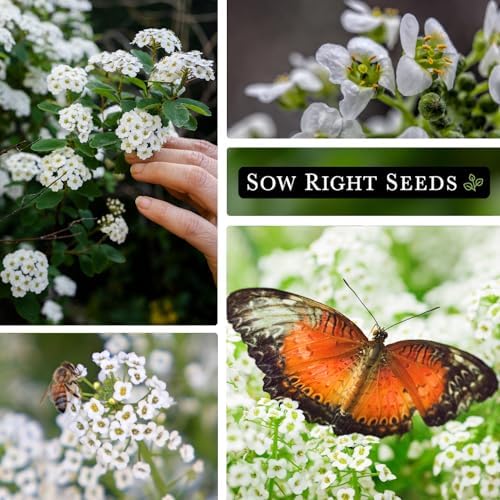 Sow Right Seeds - White Carpet of Snow Sweet Alyssum Seed for Planting 3pk - Image 4