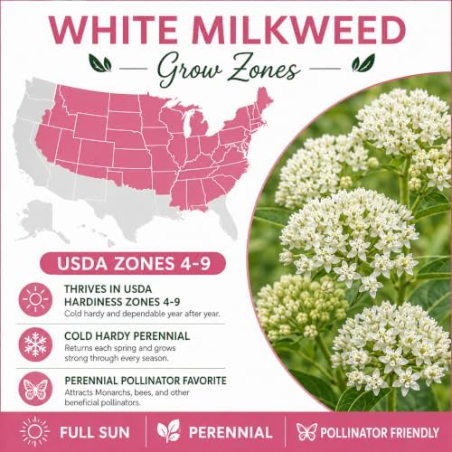 White Milkweed Live Plants Potted - Butterfly Milkweed Plants - Image 5