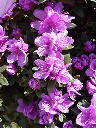 Rhododendron X 'Purple Gem' (Rhododendron) Evergreen, bluish purple flowers, #2 - Size Container - Image 2
