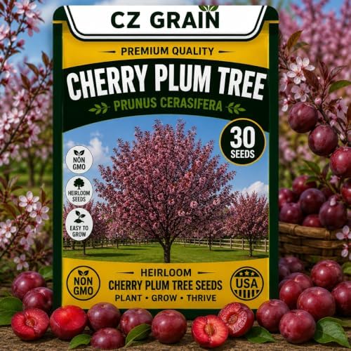30 Cherry Plum Seeds | Prunus Cerasifera Flowering Fruit Tree Seeds by CZGrain