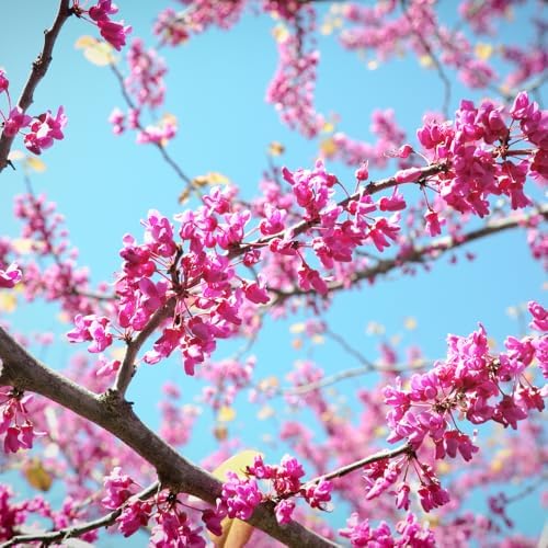 2 Redbud Tree Live Plant, 6-10 Inch Tall in Quart Pot | Eastern Redbud Live Trees with Beautiful Spring Pink Blossoms | Hardy Native for Landscapes - Image 3