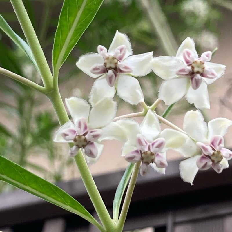 2 White Milkweed Live Plants, 5-9 Inch Tall - Image 3