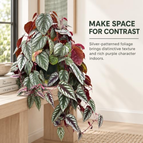 Cissus Discolor Live Plant - Rare Rex Begonia Vine Starter - Image 6