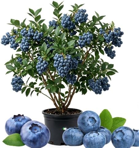High Yield Blueberry Plant Live, Berry Bush, 1-2 Ft Tall, Gallon Pot by Unknown