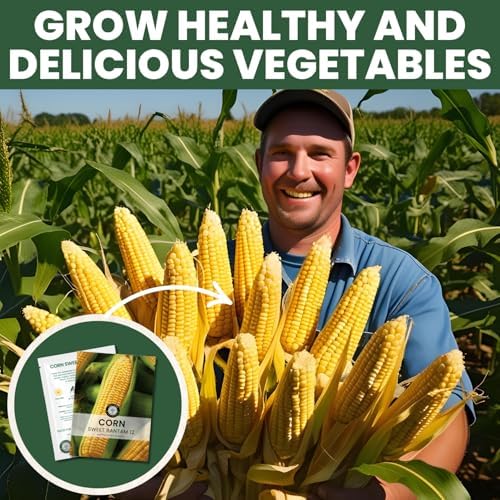 Corn Sweet Bantam 12 – 85 Premium Seeds for Planting – Classic Heirloom Sweet Corn Variety for the 2026 Season – 25 Gram Pouch - Image 7