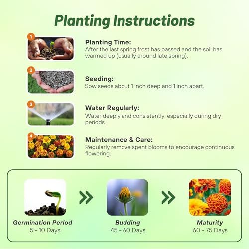 Outsidepride Little Hero Mix French Marigold Seeds - 150 Pcs Annual, Compact, Heat & Drought Tolerant Flower Seeds for Planting w/Attractive Bi-Colored Blooms, Ideal for Vibrant Pollinator Gardens - Image 4