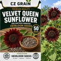 50 Velvet Queen Sunflower Seeds | Burgundy Red Flower Seeds for Planting by CZGrain