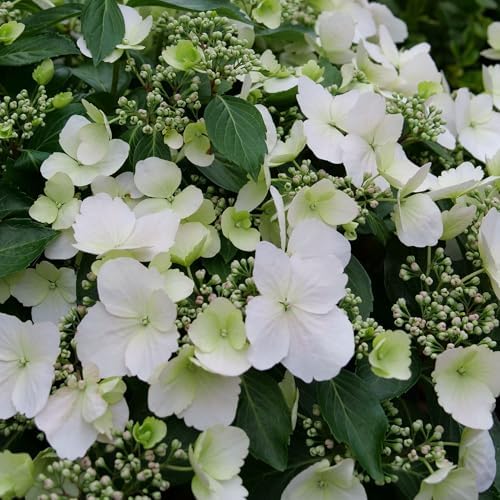 Proven Winners 2 Gal. Fairytrail Bride Hydrangea Shrub - Image 4