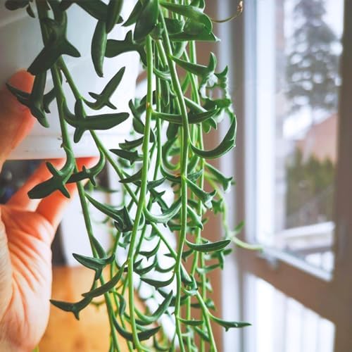 Sprout N Green String of Dolphins, Live Succulent Plant Fully Rooted in 4" Pot with Soil, Trailing Houseplant for Home Office Wedding Hanging Decor DIY Projects Party Favor, Keep Away from Pets - Image 4