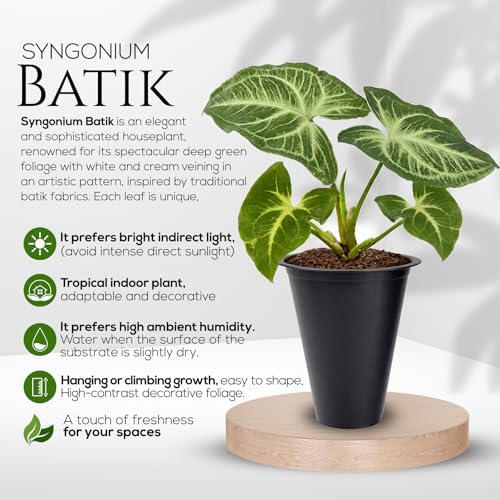 Syngonium Batik Plant (4 Pack) Live Starter Plants, Variegated Arrowhead Vine Houseplants, Easy Care Indoor Tropical Plants Live, Decorative Foliage Plants - Image 2