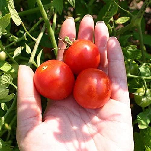 Park Seed Cherry Tomato Seeds, Planting Vegetables, Easy to Grow, Non-GMO, Variety of Colors and Sizes, Spring Garden, Candyland Red Hybrid, Pack of 30 - Image 6