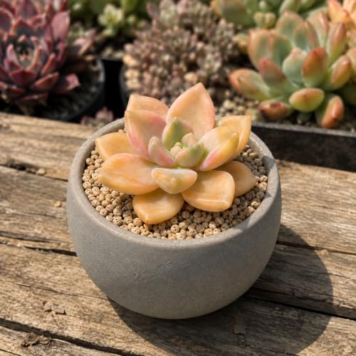 3 PCS Graptopetalum bernalense 'Variegata' Bare Root Succulent Live Plants - Image 6